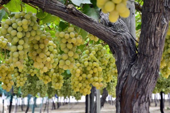 El MAPA estima que la producción de vino alcanzará los 36,8 millones de hectolitros