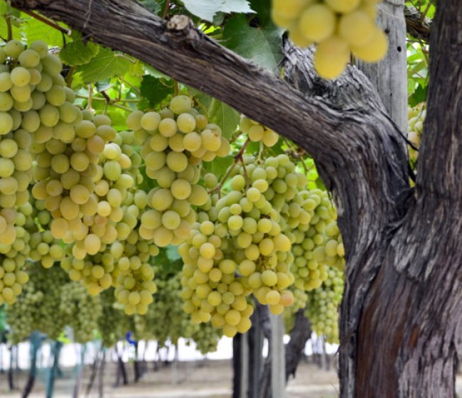 El MAPA estima que la producción de vino alcanzará los 36,8 millones de hectolitros