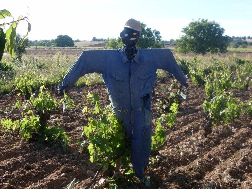 La renta real de los agricultores y ganaderos es un 45% inferior a la renta media española