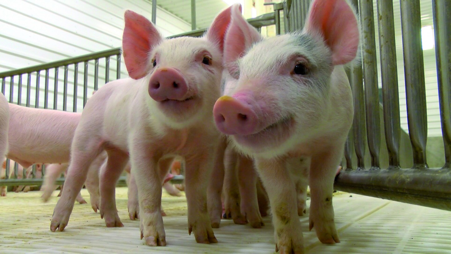 El futuro de la bioseguridad en las explotaciones porcinas