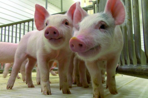 El futuro de la bioseguridad en las explotaciones porcinas