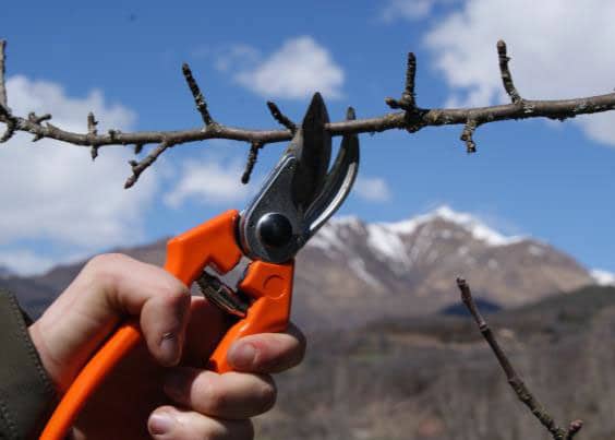 VI Jornada de poda en manzana y pera de montaña