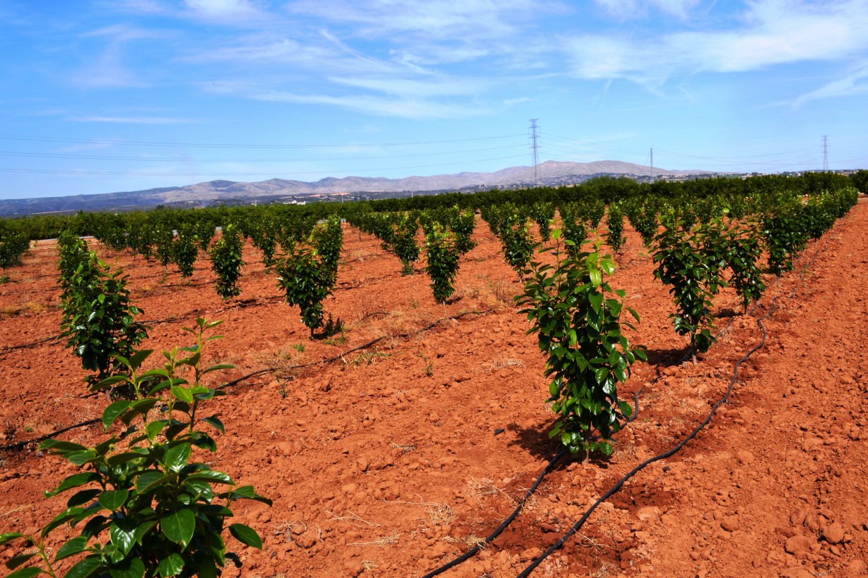 La Comunidad Valenciana encabezó el abandono de tierras de cultivo en España en 2016