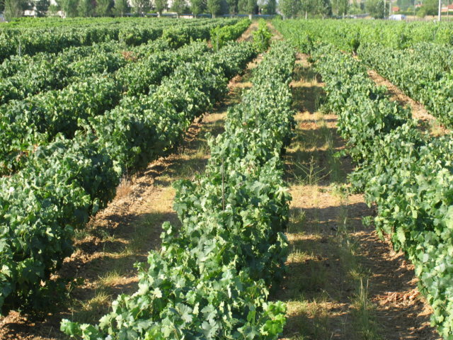 Respuesta cualitativa y productiva del viñedo en vaso a la variación de la dosis de riego