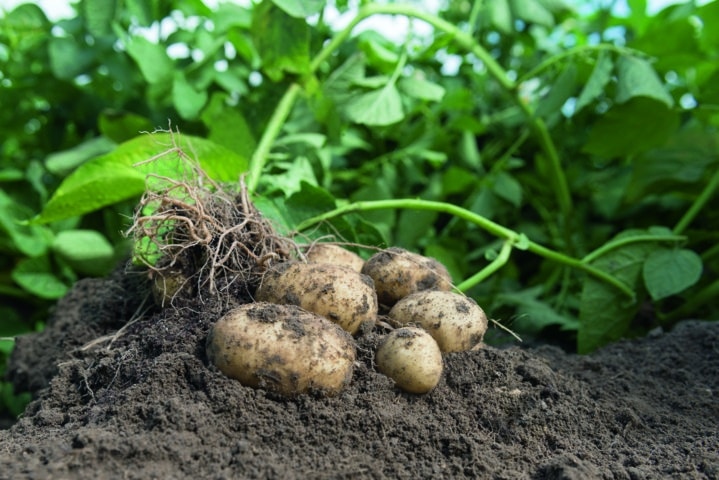 Bejo lanza su primera variedad de semilla verdadera de patata