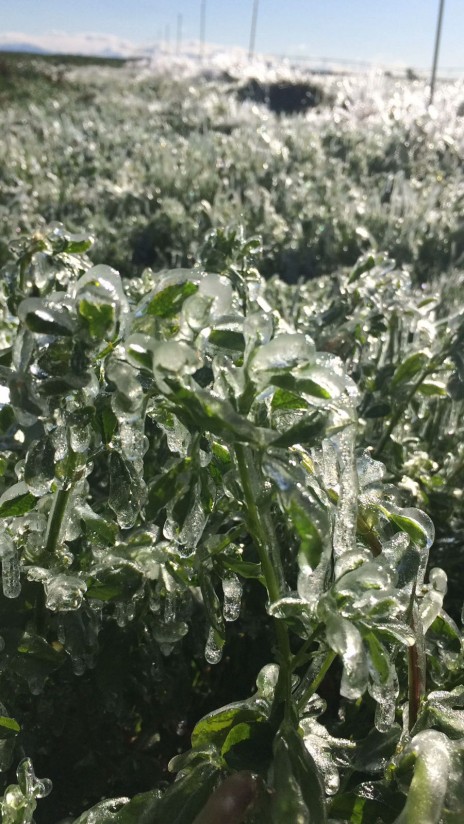 Las heladas apuntalan la situación desastrosa del campo en Castilla y León