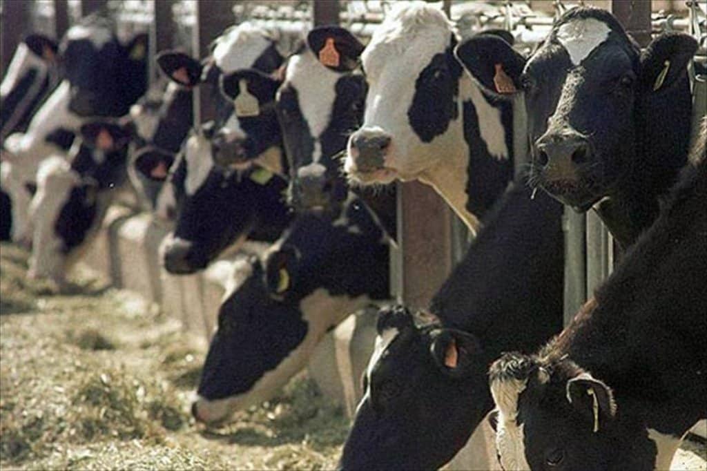 En febrero bajaron las entregas a industria y el número de ganaderos de vacuno de leche