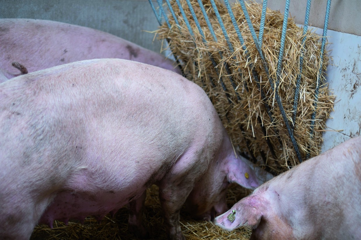 Bajas y mortalidad de reproductoras en las granjas porcinas españolas