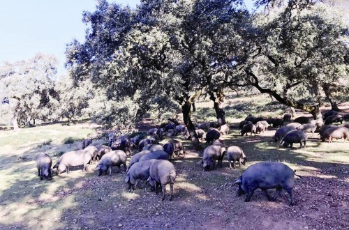 Evolución de los principales índices técnicos de las explotaciones porcinas ibéricas