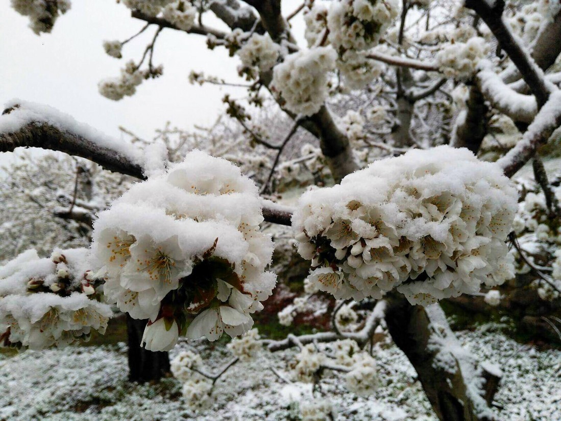 Las bajas temperaturas reducen la producción de cereza extremeña