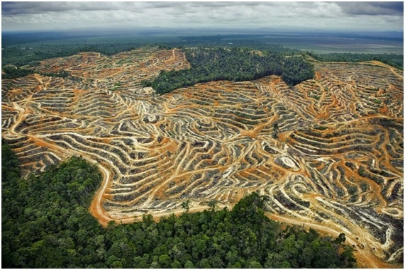 Los socialistas en la Eurocámara apuestan por una producción más sostenible del aceite de palma