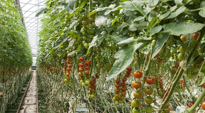 El Ministerio de Agricultura analizará y debatirá el 18 de abril sobre los retos de la horticultura de invernadero