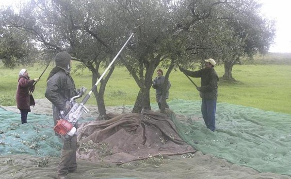 La finalización de campañas agrícolas hizo subir el paro agrario en 1.381 personas