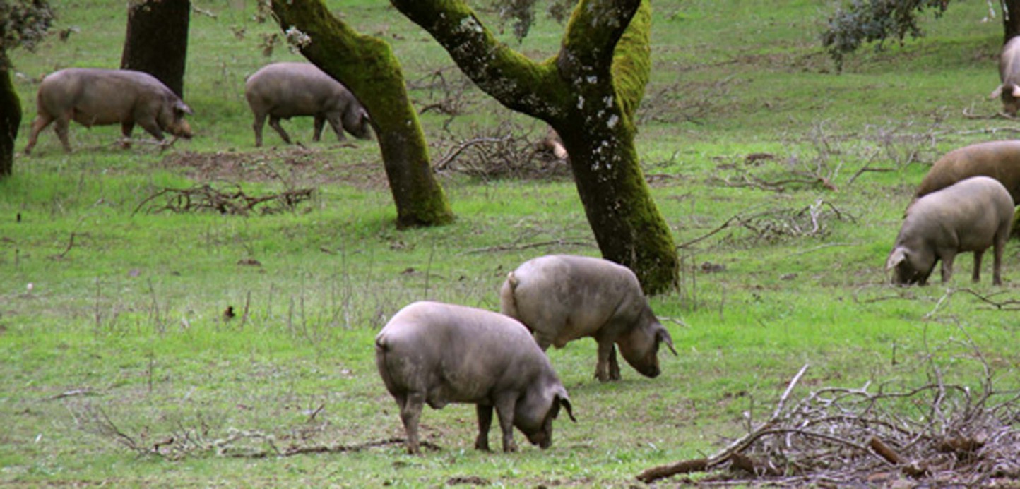 Andalucía, Castilla y León y Extremadura se disputan los premios Porc d’Or Ibérico