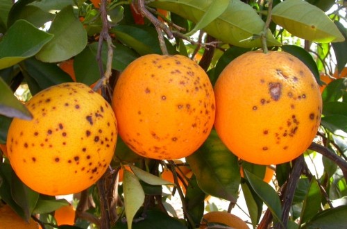 Bruselas se contradice a sí misma sobre el control de plagas en Holanda de cítricos sudafricanos