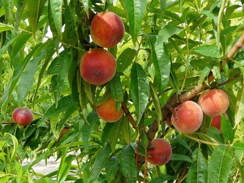 La fruta de hueso recupera su potencial productivo en España y Europa con una calidad óptima