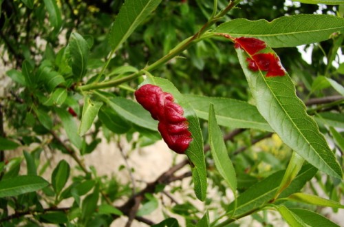 Susceptibilidad varietal del almendro a la lepra o abolladura en Andalucía