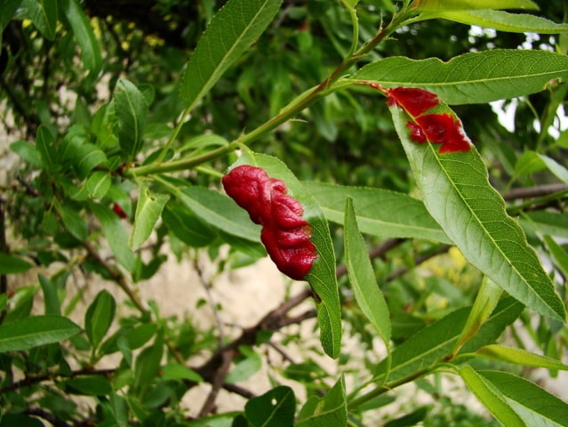 Susceptibilidad varietal del almendro a la lepra o abolladura en Andalucía