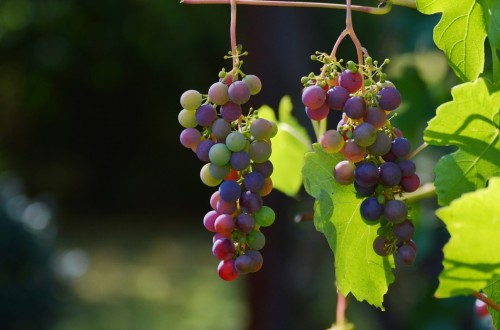 Burdeos acoge del 20 al 22 de noviembre Vinitech-Sifel 2018