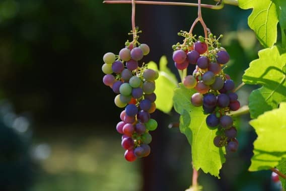 El MAPA activa la cosecha en verde de uva de vinificación a la que destina 21,4 millones