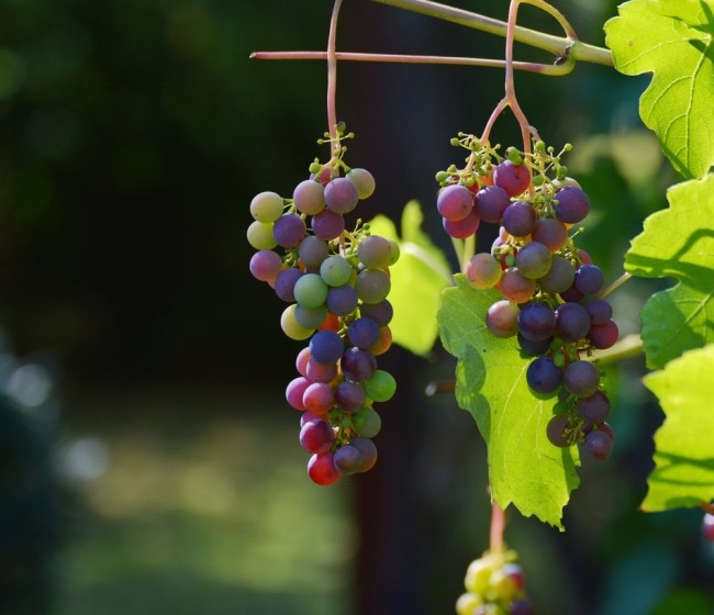 El MAPA activa la cosecha en verde de uva de vinificación a la que destina 21,4 millones