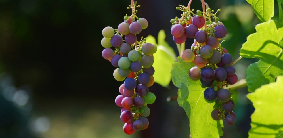 Uvas
