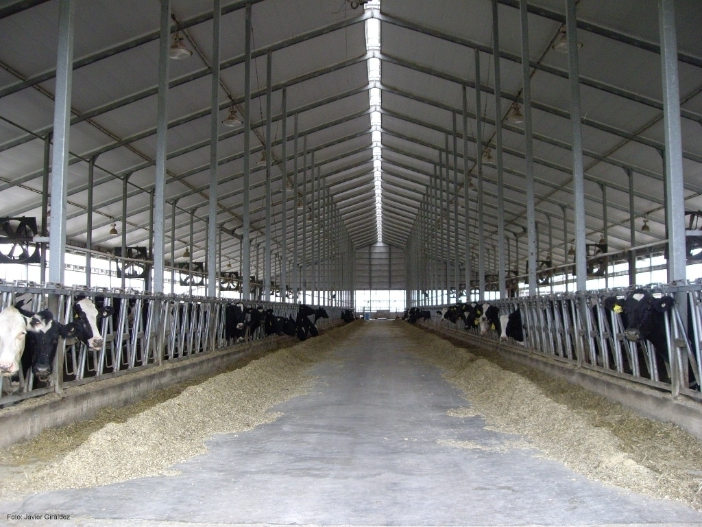 El precio medio de la leche de vaca en España, más bajo que la media en la UE, Nueva Zelanda y EE.UU. en marzo