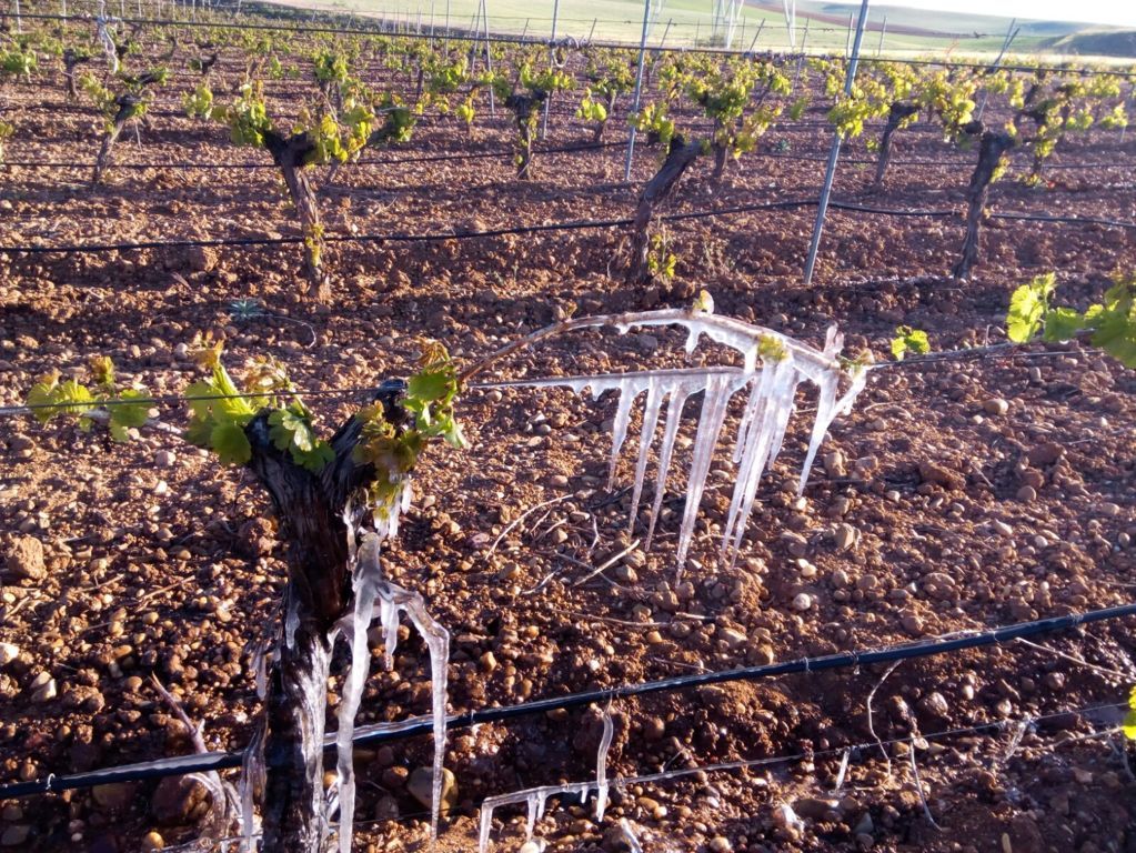 Las heladas generaron ya partes de siniestro en 30.127 parcelas y casi 18.000 ha de uva de vinificación