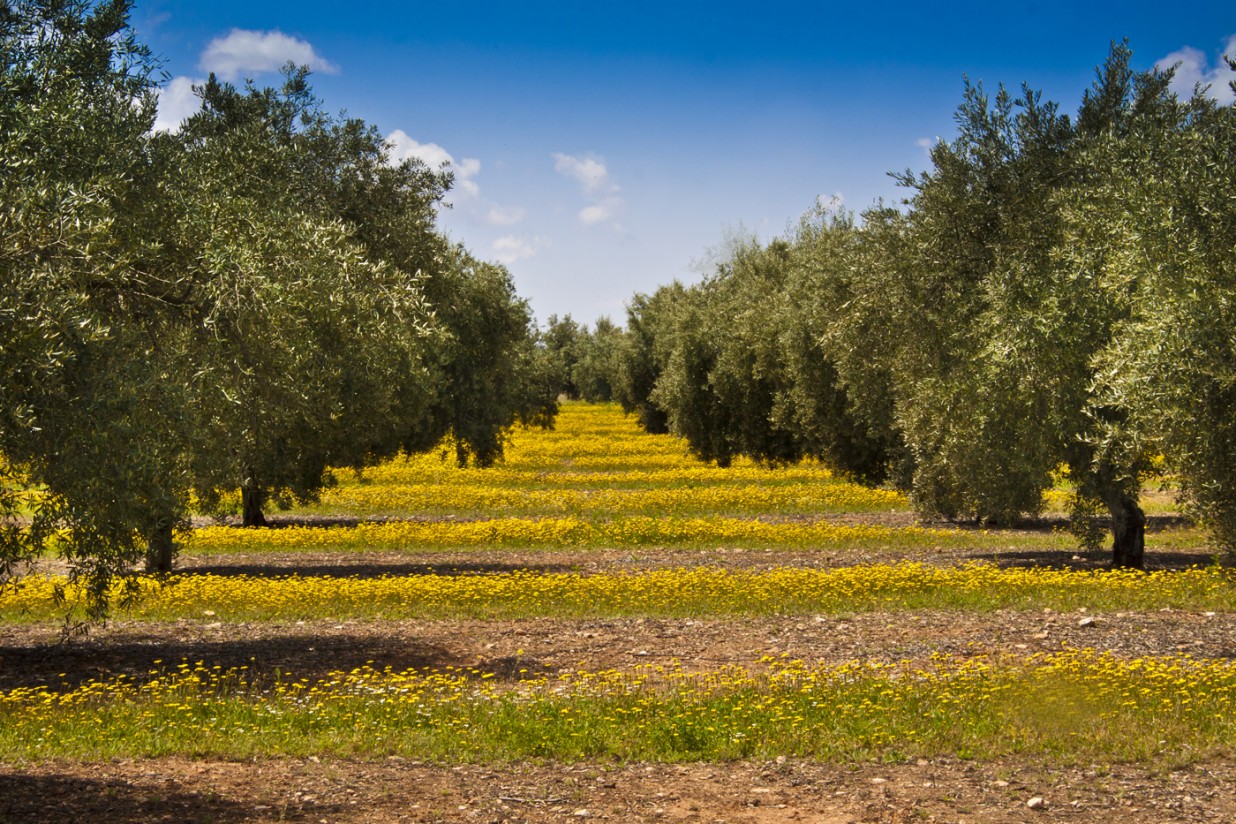 Foro Agrario organiza una jornada sobre el patrimonio agroecológico del olivar español