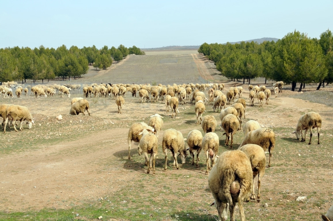 El FEGA comunica las ayudas asociadas de la PAC 2016 a las explotaciones de ovino y caprino