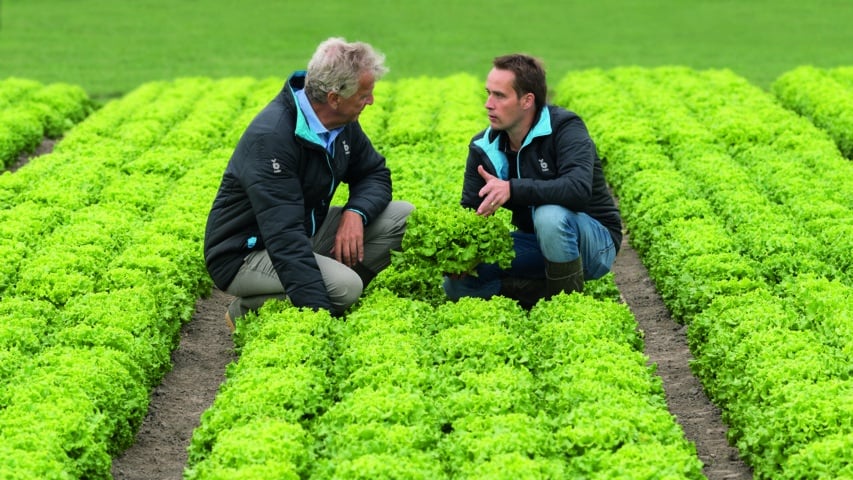 Las variedades de lechuga de Bejo, resistentes a la nueva raza de Bremia, BL:33EU