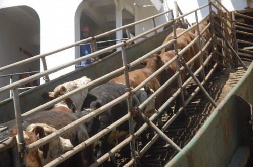 Turquía abre su mercado al vacuno de carne español