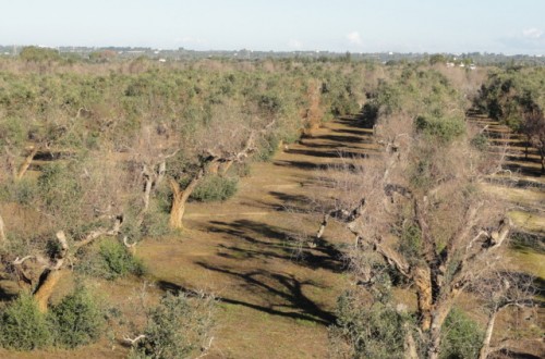 La CE da luz verde a la replantación de variedades de olivo tolerantes a Xylella