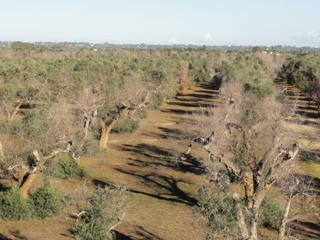 La CE da luz verde a la replantación de variedades de olivo tolerantes a Xylella