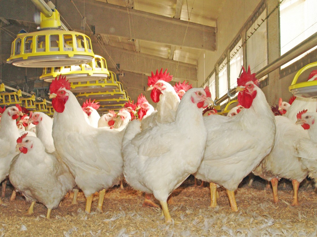 Tarragona acogerá el 21st European Symposium on Poultry Nutrition