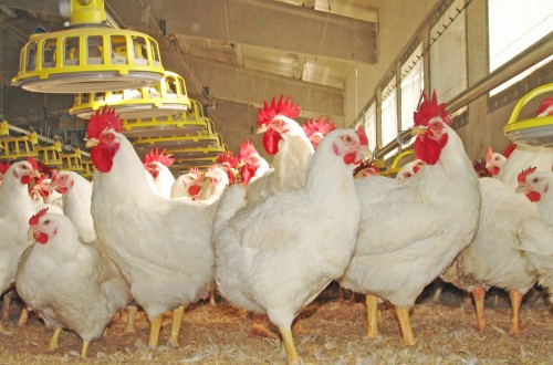 Ceva y Nova-Tech Engineering colaboran para mejorar la vacunación de gallinas ponedoras