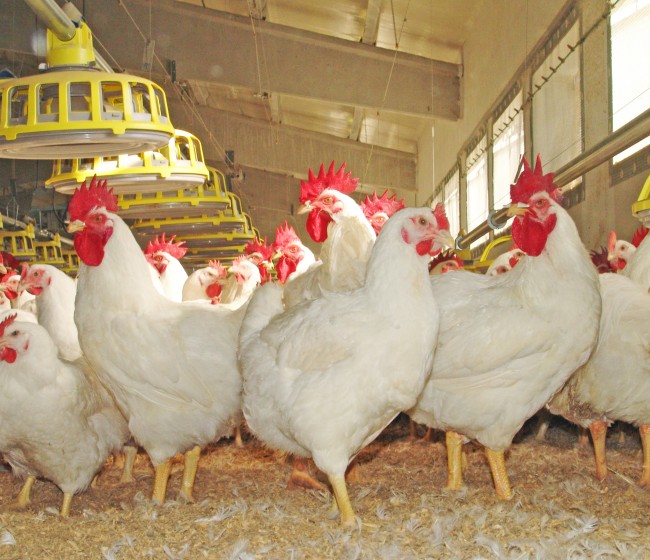 Ceva y Nova-Tech Engineering colaboran para mejorar la vacunación de gallinas ponedoras