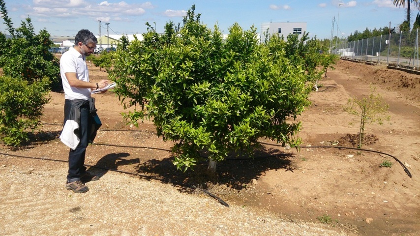 Nace Genesis Innovation Group, especializada en el desarrollo y gestión de variedades vegetales protegidas