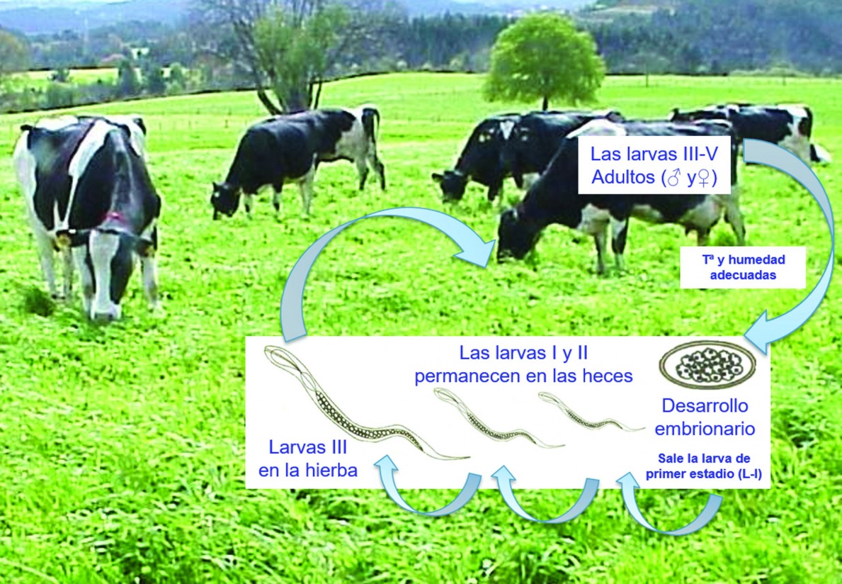 Principales helmintosis en el ganado vacuno
