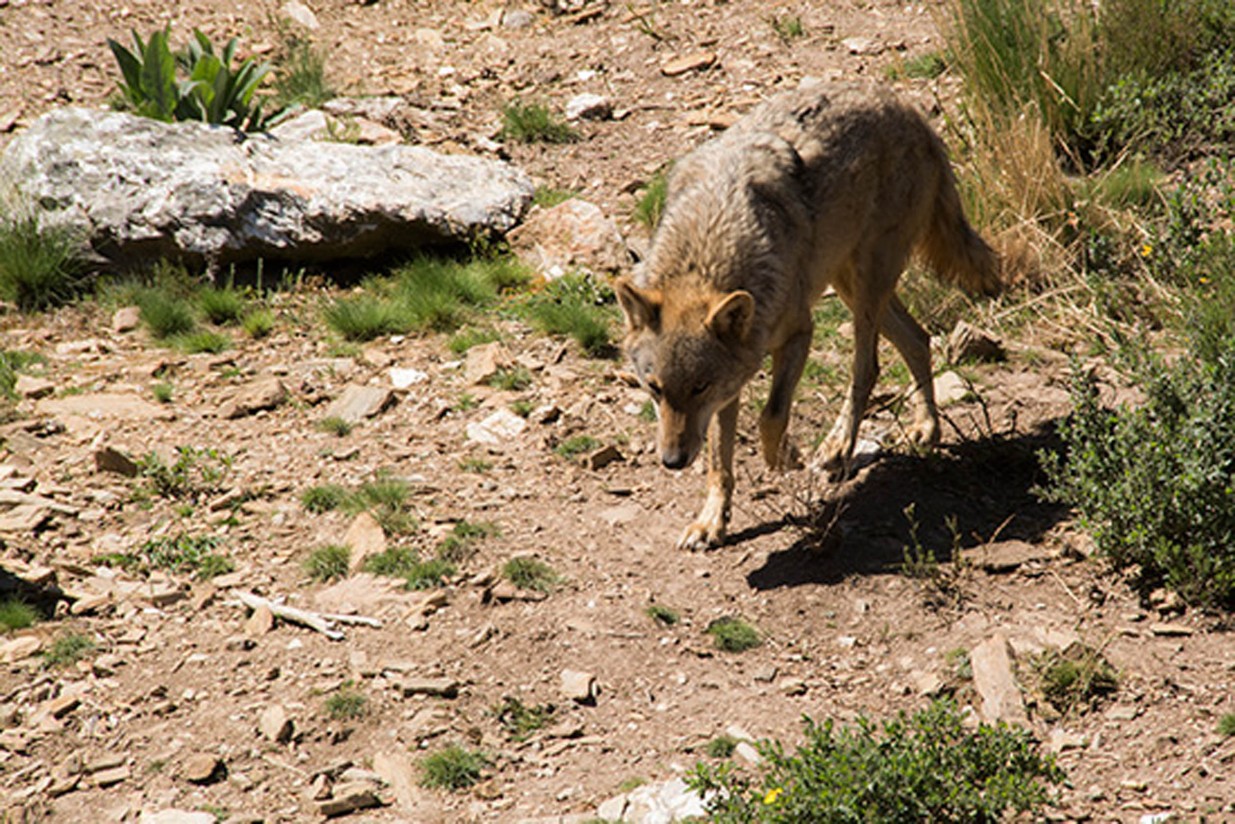 UPA, indignada por la protección que el Congreso quiere dar al lobo ibérico