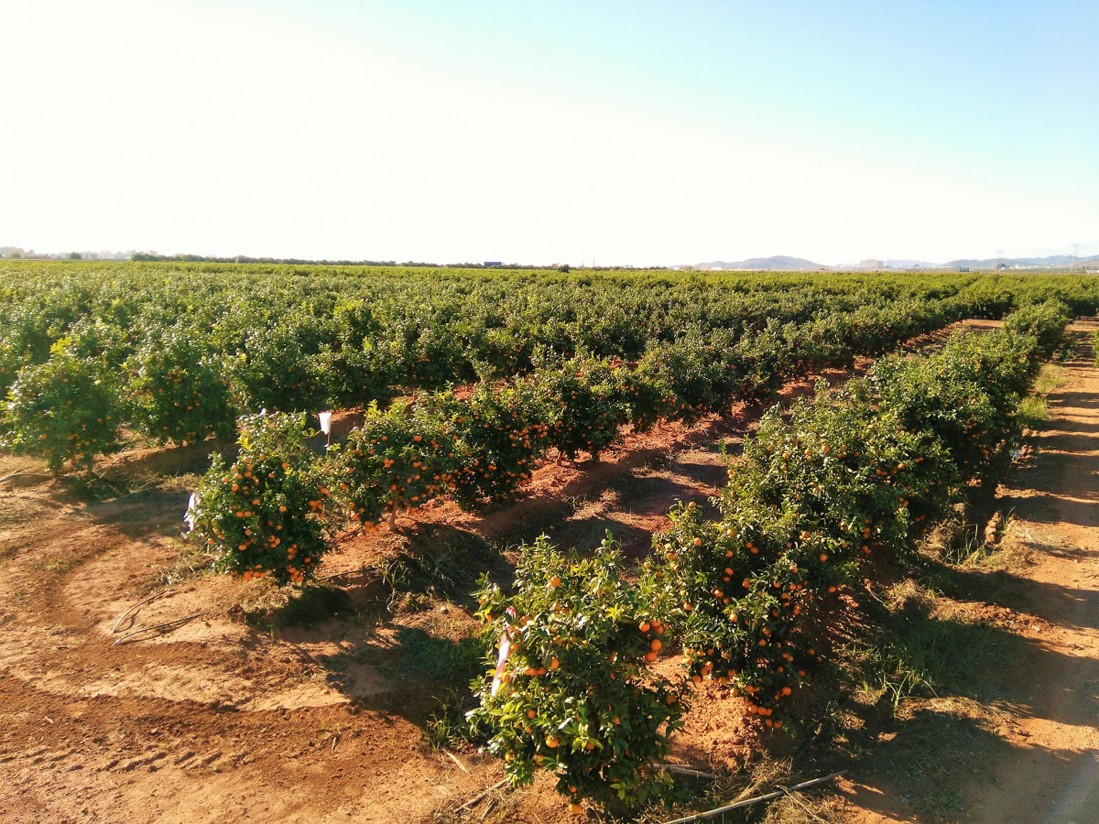 Varios países se interesan por la Octubrina, variedad de clementina cultivada en España