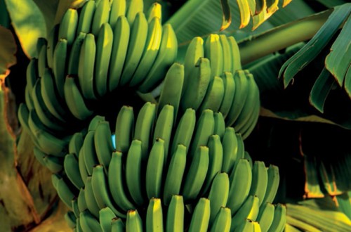 Las regiones ultraperiféricas de Europa se unen para difundir la calidad de sus productos agrícolas