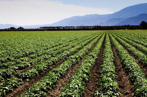 La CE recibe más de 320.000 respuestas a la consulta pública de la PAC