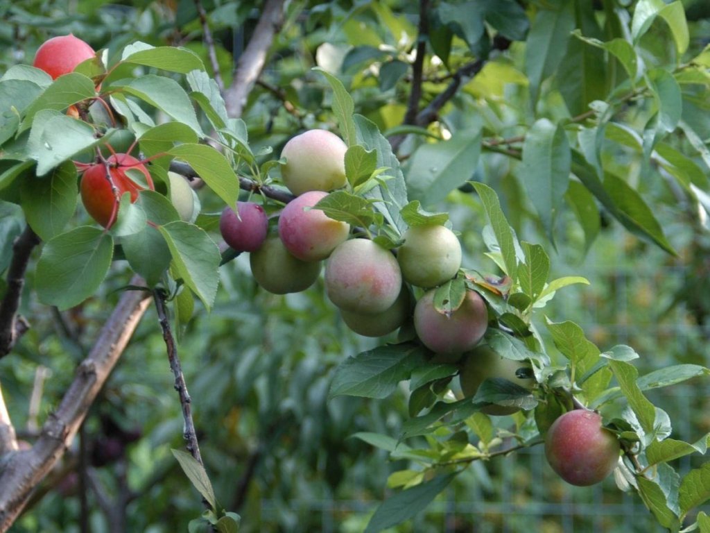 AVA y La Unió denuncian colapso y precios de ruina al inicio de la campaña de fruta de hueso