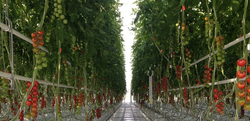 Bayer destaca la rentabilidad de su tomate cherry ramo Sintonia F1