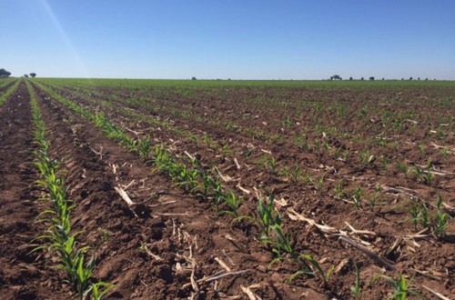 El sector agrario lamenta que el Pleno del PE no haya vetado la prohibición de uso de fitosanitarios en las SIEs