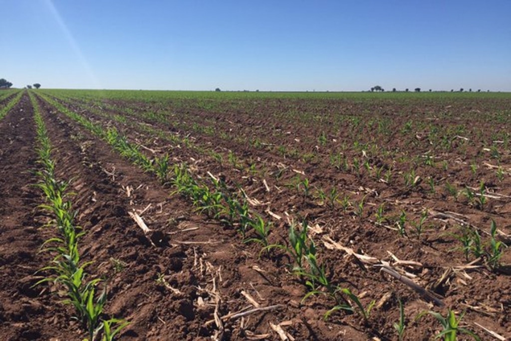 El sector agrario lamenta que el Pleno del PE no haya vetado la prohibición de uso de fitosanitarios en las SIEs