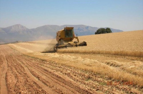Cooperativas prevé una cosecha nacional de cereales de 15,23 Mt para la campaña 2017/18