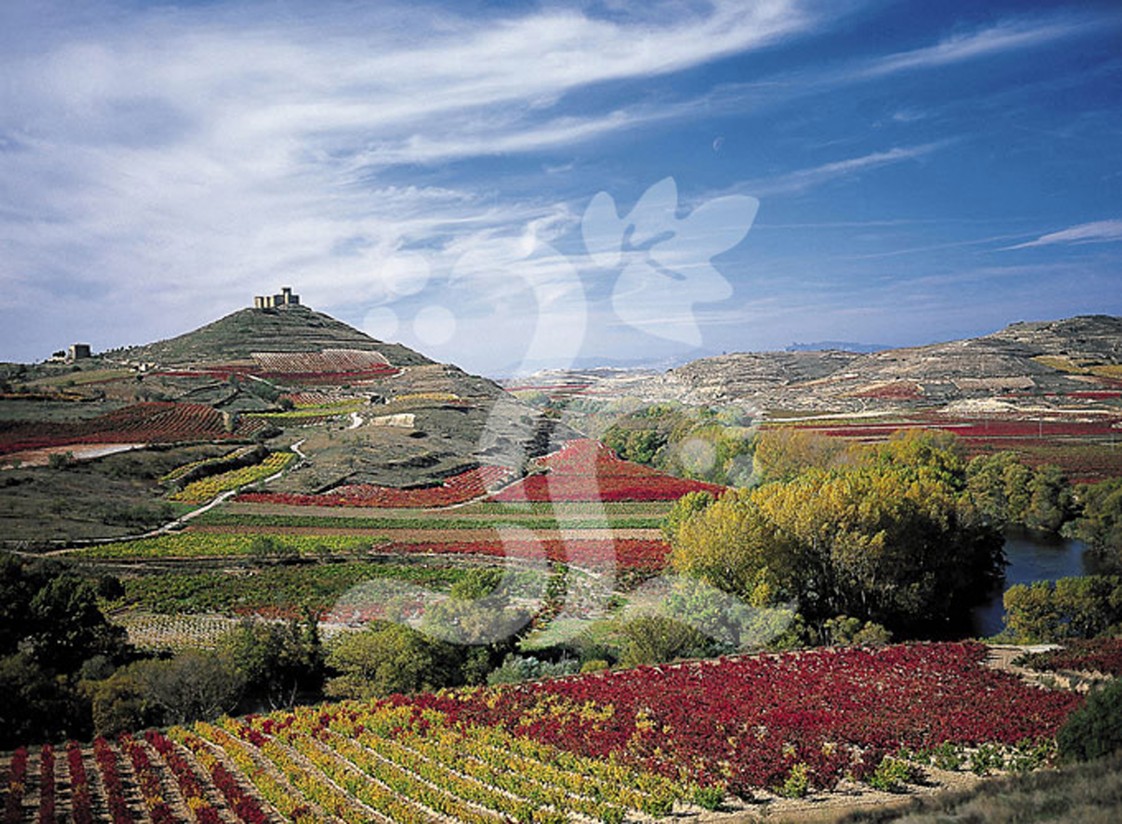 La DOCa Rioja aprueba la regulación de vinos de viñedos singulares y la elaboración de espumosos