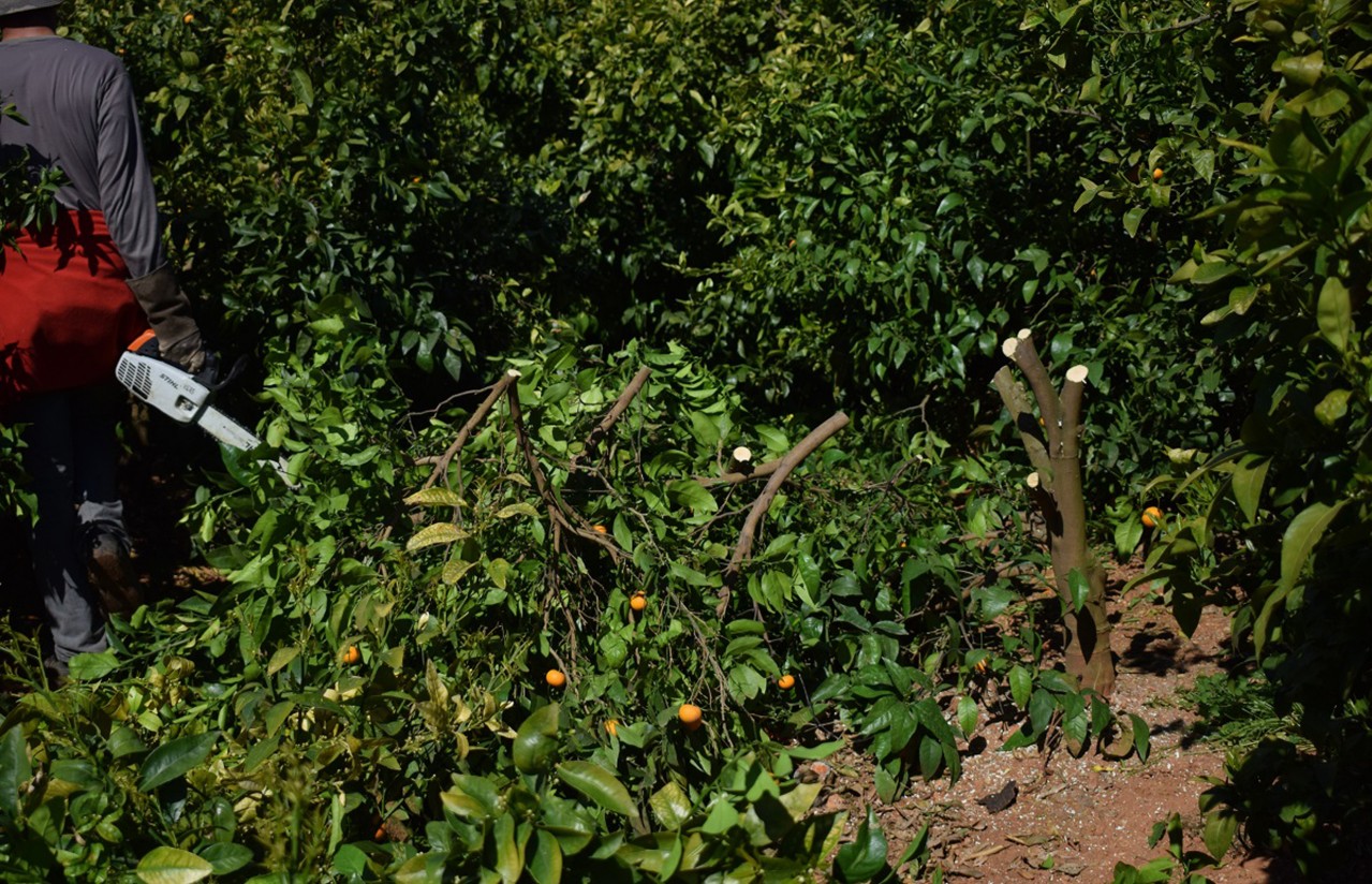 Reducido número de explotaciones ilegales de la mandarina Orri en España